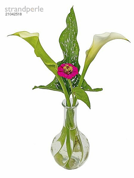 Bouquet of calla lilies  zinnia and lady's mantle cropped on white