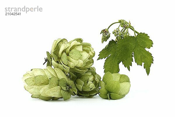 Hop cones and hop flowers on fresh green branch with leaf isolated on a white background