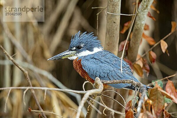 Ringed kingfisher (Ceryle torquata) Pantanal Brazil