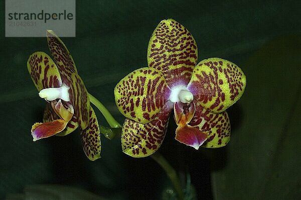 Phaleonopsis orchid hybrid  golden peoker x venosa on black background