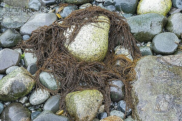 The invasive Japanese berry seaweed on the coast of Vancouver Island