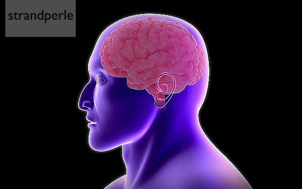 Conceptual image of human brain