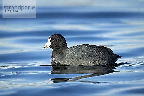 An American Coot water bird swims in the water at Saltese Flats in eastern Washington