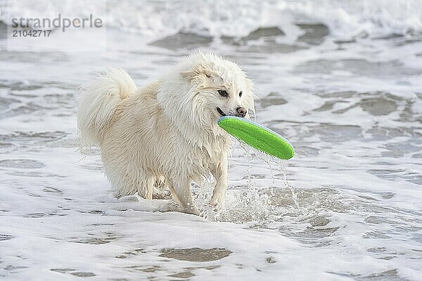 With my Icelandic dog at the Baltic Sea