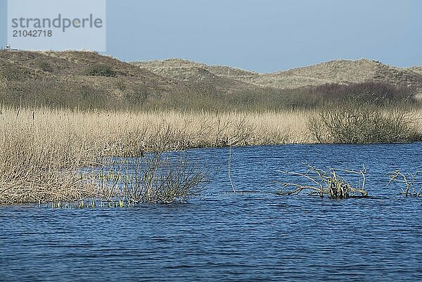 Callantsoog  Netherlands  march 2022. The dune landscape near Callantsoog in North Holland