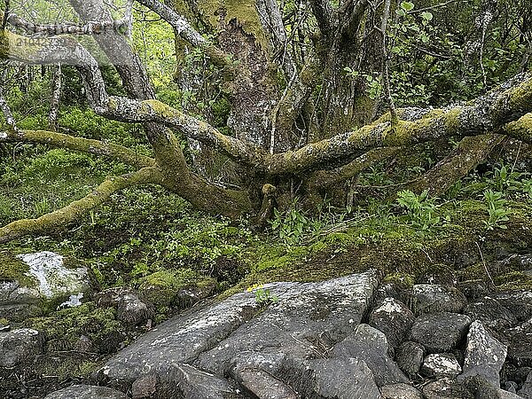 Three marsh marigolds bloom on a rock on the shore of Hjørungdalsvatnet in Norway  with an old black alder behind them