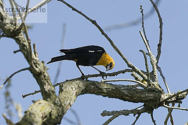 The yellow-headed blackbird (Xanthocephalus xanthocephalus) in Wisconsin state conservation area