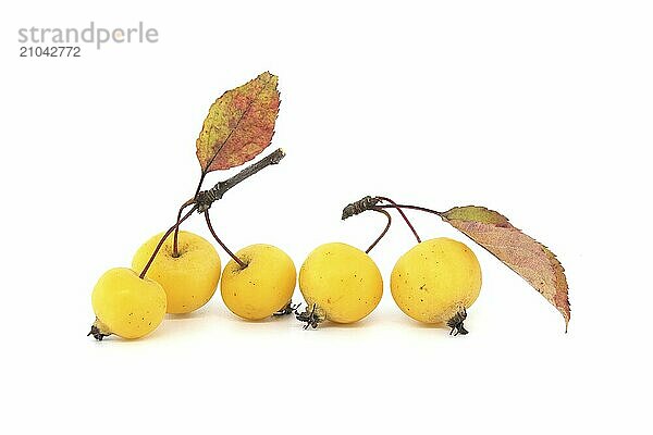 Crab apple or European wild apple isolated on white background. Wild apples are at risk of extinction