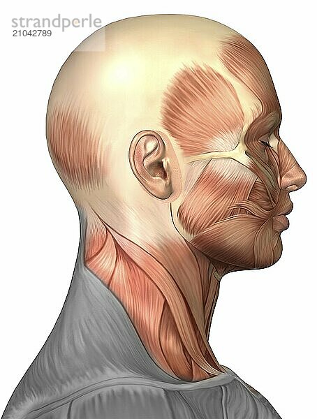 Anatomy of human face muscles  side view