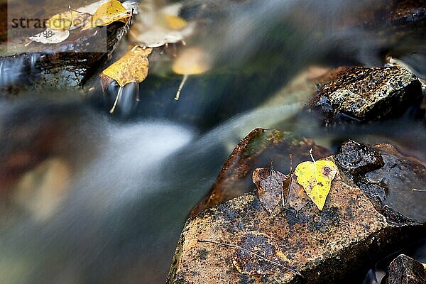 Yellow leaves on wet rocks in a stream during autumn in north Idaho