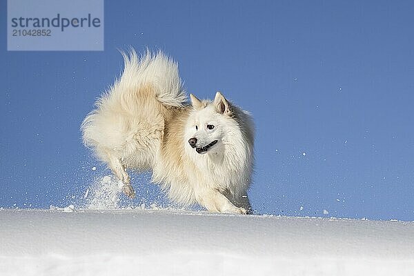 Playing in the snow