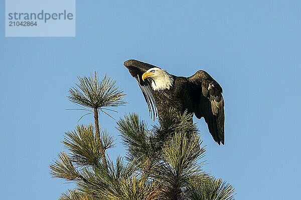 A bald eagle on a tree top opens its wings a little bit in north Idaho