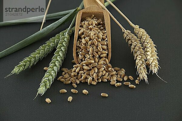 Close-up of a scooper filled with wheat grains  positioned next to wheat ears on a black background. Perfect for agricultural and food industry themes