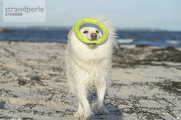 With my Icelandic dog at the Baltic Sea