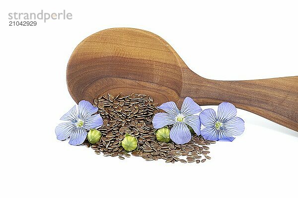 Vibrant blue flax flower is sitting on wooden spoon filled with small brown linseed near flax fruit round capsules isolated on white background