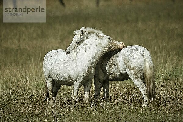 Two white horses interact with each other near Hauser  Idaho