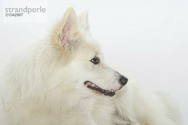 Portrait of an Icelandic dog