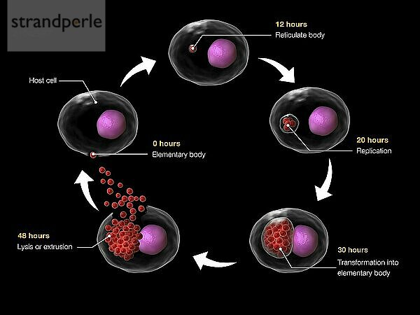 Life cycle of Chlamydia psittaci