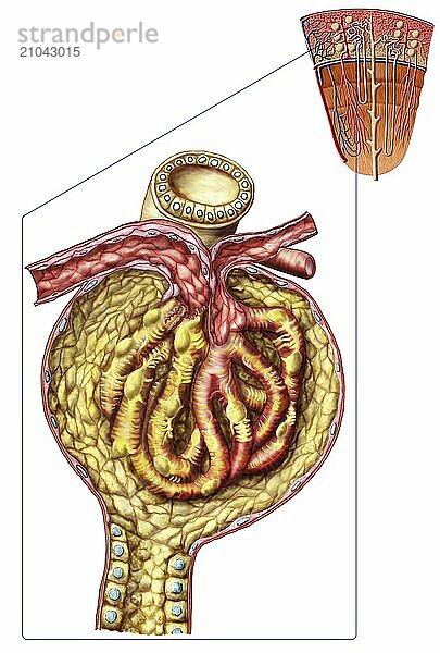 Anatomy of bowman's glomerular capsule