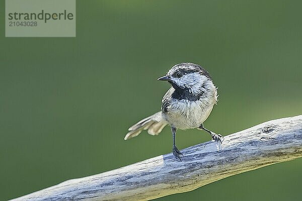 A cute mountain chickadee is perched on a piece of wood in north Idaho