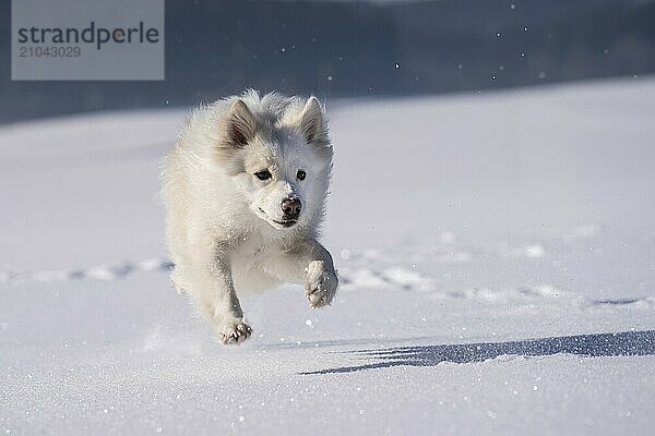 Running Icelandic dog in the snow