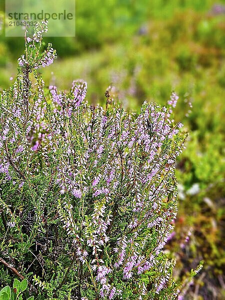 Erica (heather) in autumn light with beautiful bokeh. Pink  white and green nature shot