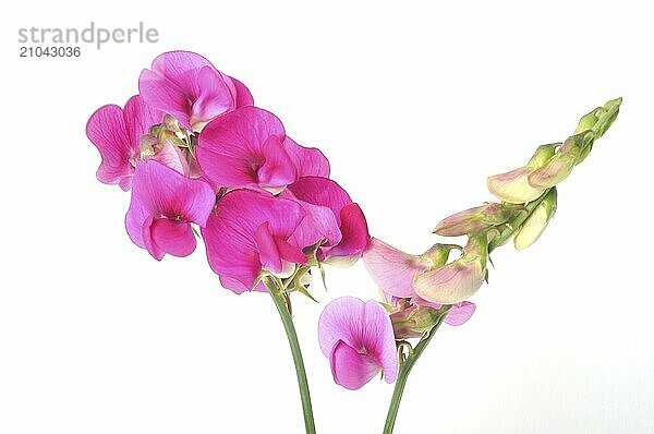 Sweet peas on a white background