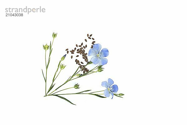 Stems of flowering flax  linseed seeds and flax fruit round capsules isolated on white background. Linum usitatissimum or Common Flax