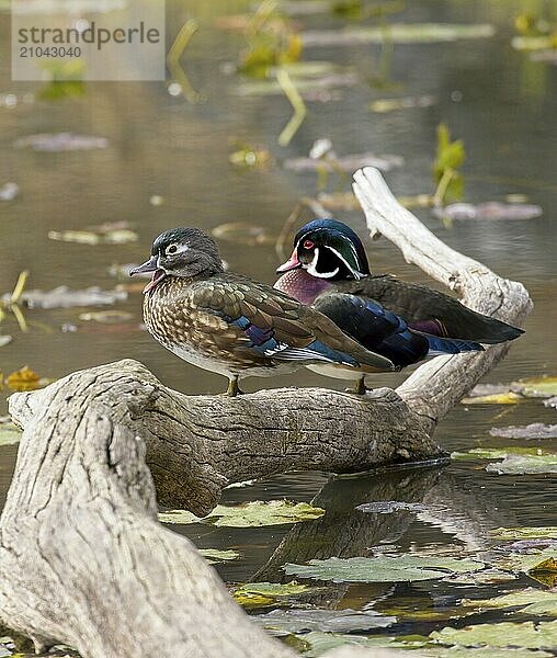 A wood duck couple is perched on a fallen piece of deadwood in Coeur d'Alene  Idaho