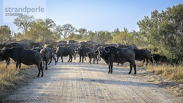 Herd of african buffalo (Syncerus caffer)  crossing road  Balule Plains  South Africa  Africa