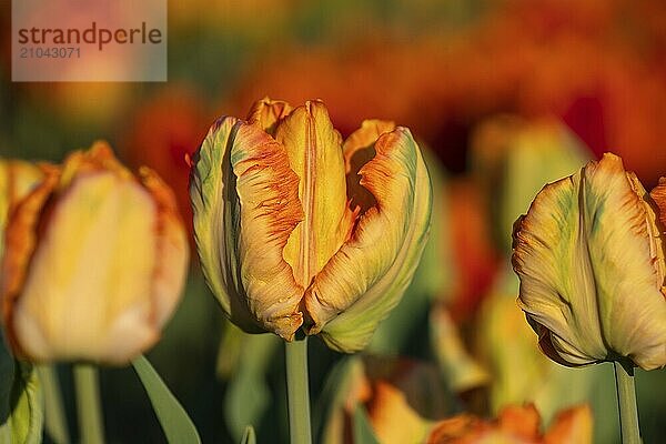 Every year  a colourful tulip exhibition takes place on the edge of the Swabian Alb