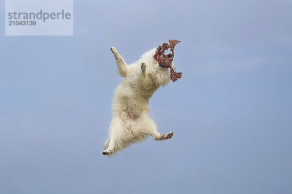 Icelandic dogs have enormous jumping power