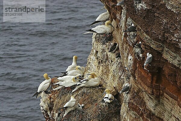 Basstoelpel  Morus bassanus  Northern gannet