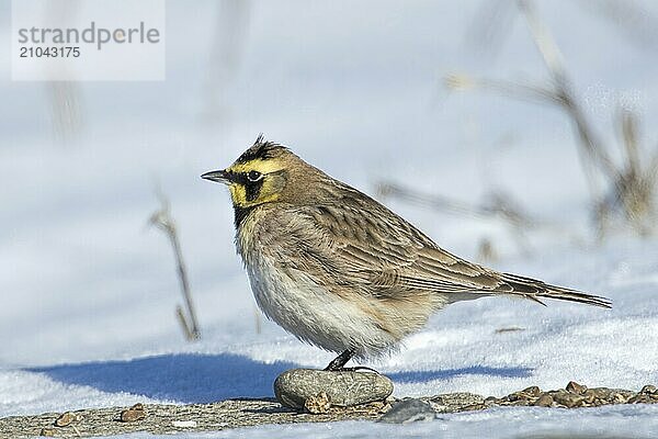 A horned lark in the snow covered ground in north Idaho