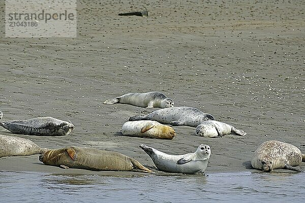 Several seals resting on a sandy beach in a coastal landscape  Fanö  North Sea  Jutland  Denmark  Europe