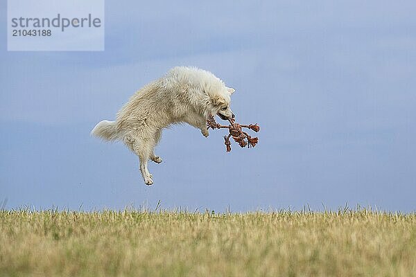 My Icelandic dog will do anything to catch his toy