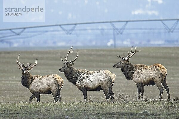 Three large elk from a herd stand in a farm field located in north Idaho during December