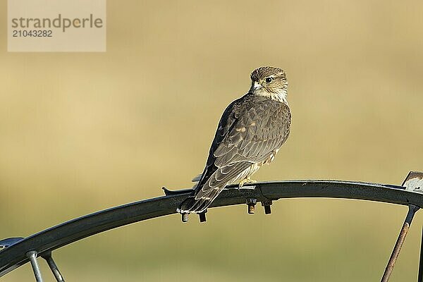 A small merlin falcon perched on an irrigation wheel in north Idaho