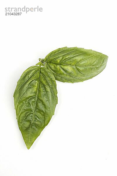 A close up photo of a pair of basil leaves set on a white background