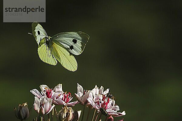 A Cabbage butterfly (Pieris brassicae) in flight over pink flowers  dark background  Hesse  Germany  Europe