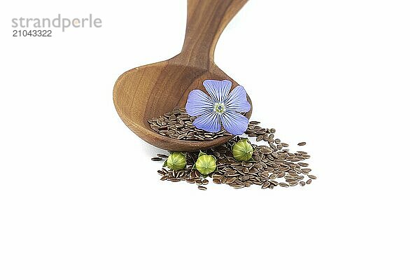 Wooden spoon filled with small brown flax seeds and a blue flax plant flowers alongside linseed fruit round capsules isolated on white background