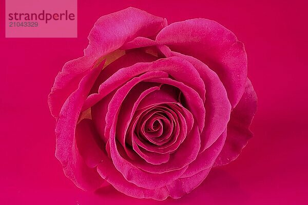 Pink rose on pink foil