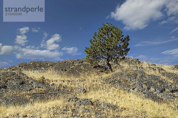 A scenic photo of a small tree on a hilltop under a blue sky in western Montana