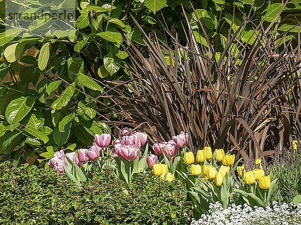 Pink and yellow tulips in a green flower bed in front of dense plants  Amsterdam  Netherlands