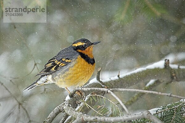 A male Varied Thrush is perched on a branch covered in snow during winter in north Idaho