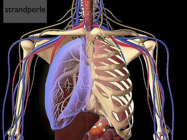 Human skeleton showing a transparent lung with surrounding rib cage and nervous system