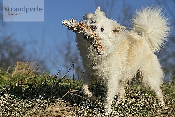 Retrieving Icelandic Hound