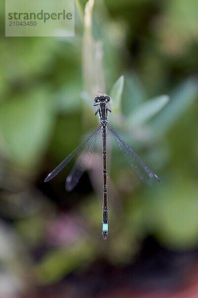 Close-up of a hovering Blue-tailed damselfly (Ischnura elegans) with iridescent wings against a blurred green background  Wismar  Mecklenburg-Western Pomerania  Germany  Europe