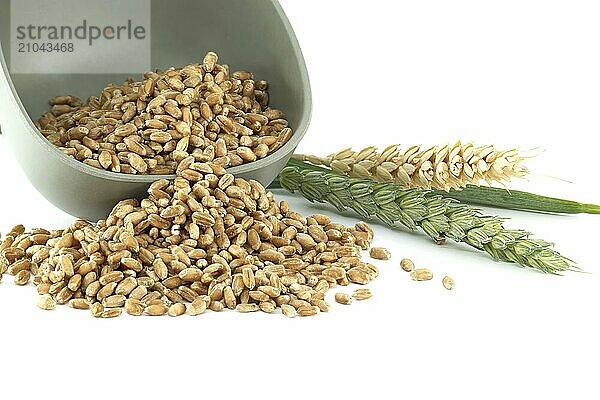 Close-up image of wheat grains spilling from a bowl  alongside fresh wheat stalks isolated on a white background