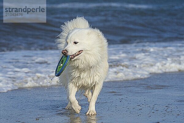 With my Icelandic dog on the Baltic Sea beach